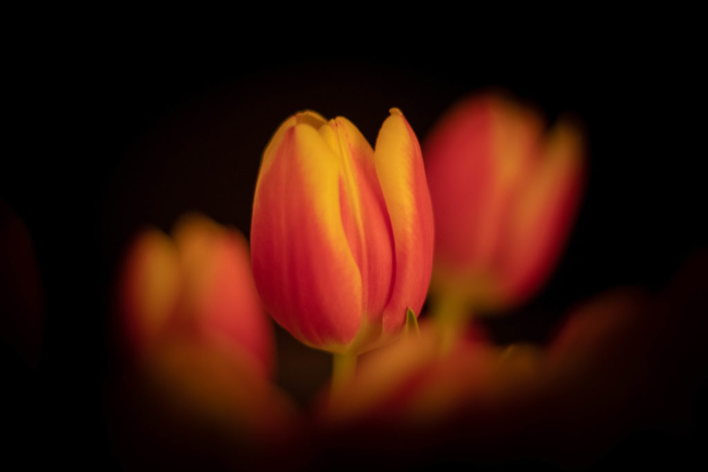 Tulpen vor schwarzem Hintergrund